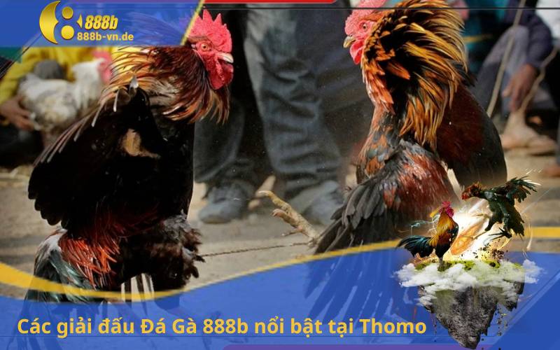 Các giải đấu Đá Gà 888b nổi bật tại Thomo