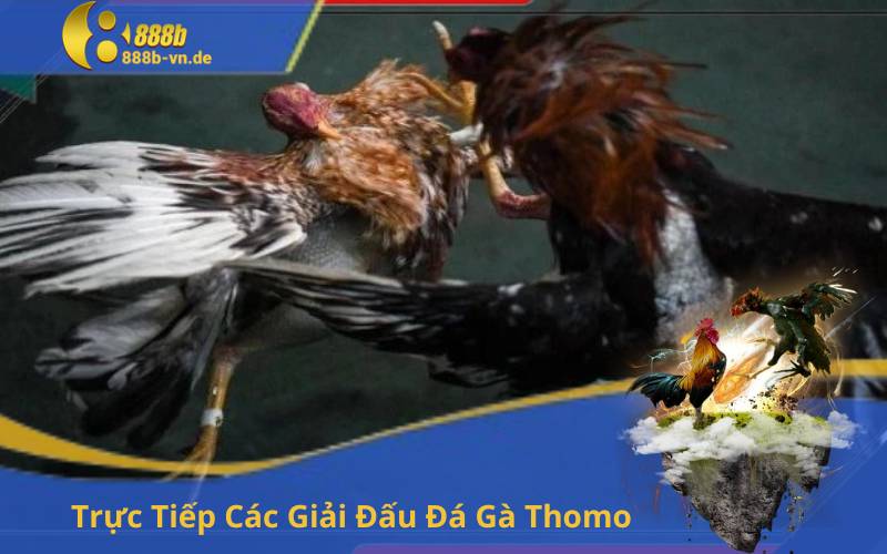 Trực Tiếp Các Giải Đấu Đá Gà Thomo